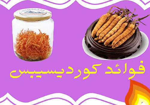 فوائد الكورديسبس DXN