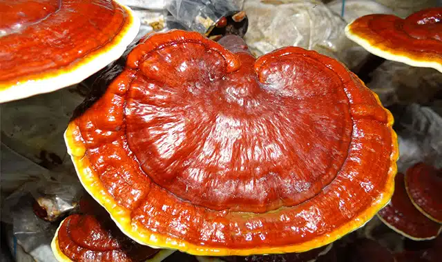 فوائد الفطر الريشي للحامل