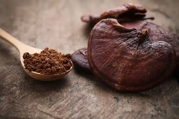 فوائد الفطر الريشي للمبايض