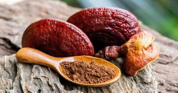 مدة التشافي من مرض السرطان بالجانوديرما