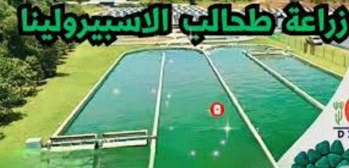 زراعة طحالب الاسبيرولينا