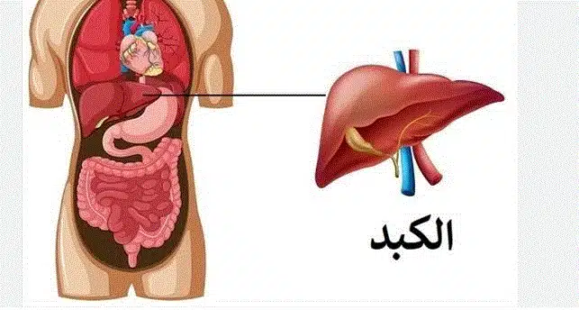 تحسين وظيفة الكبد مع منتجات DXN